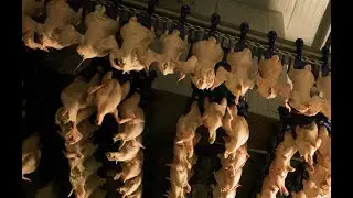 Air Chilled Chicken