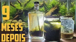 O que tem dentro de um ECOSSISTEMA no POTE de 9 meses!