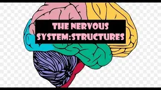 Nervous system Introduction