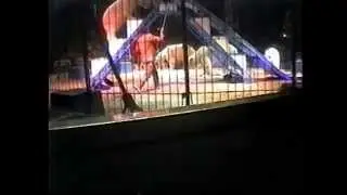 CIRCUS: Neverending Suffering - Footage of Suarez Bros. Circus Cruelty to Animals