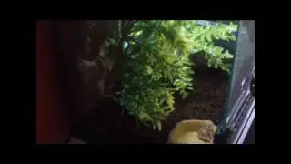 EXO TERRA RAINFOREST HABITAT KIT