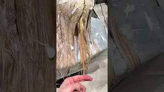Hair Color Magic | Golden 💛& Orange🧡 Look✂️✨#hair#golden#orange#silky #viral