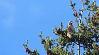 12/30/25 - Red tailed Hawk   Kent, WA