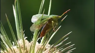 Groene schildwants op kaardebol