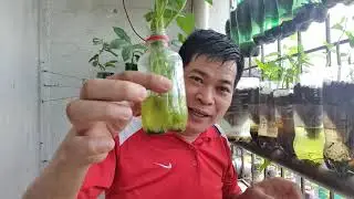 KANGKONG, THE CURE-ALL VEGETABLE
