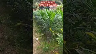 Luar biasa pertumbuhan bibit sawit umur 1 tahun