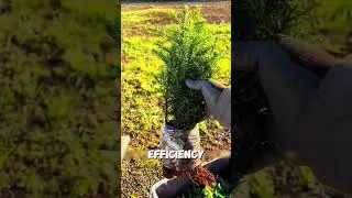 The process of making a Christmas tree