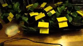 petroleum jelly and yellow paper,Gnat trap, home remedie review