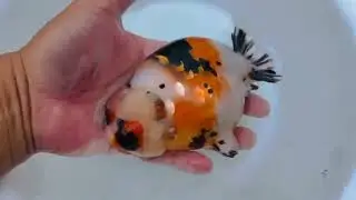 IMPORTED GOLD FISH IN 4K #goldfishaquarium #goldfishfarm #oranda_gold_fish #bettafish #rarebetta