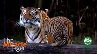 Tiger cub meets Dreamworld's adult Tigers - The Miracle Tiger