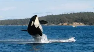Earthcast SOS - Granny 105 Year Old Orca Dead