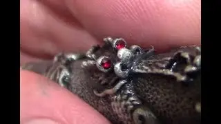 Перьевая ручка Jinhao Dragon — выглядит великолепно