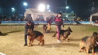Pakistan Kennel Club open class dog show Islamabad 30 January 2022 part 1