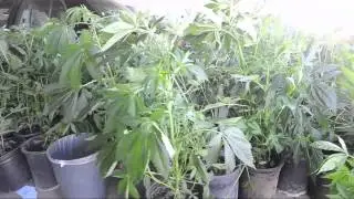 Traffic stop yields marijuana