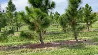 Densa Slash Pine Farm/From Florida Top Growers/The Tree Planters Florida's Premier Tree Installers