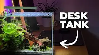 A Nano Tank on My Desk | Simple Aquarium Setup