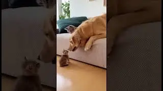 Cat mom and dog dad#cat #dog #animal interaction #humorous moment