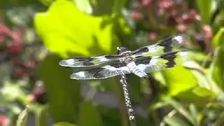 Eight-spotted Skimmer Lands, by The Dragonfly Whisperer