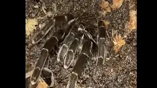 Hysterocrates gigas Tarantula!