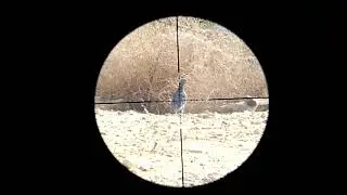 Hunting pigeons with cometa orion