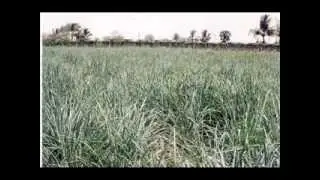 Herbal Farming in India. Part-1