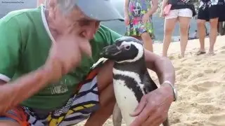 Penguin makes annual trip to visit Brazil man who rescued him