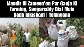 Mandir Ki Zameen'on Par Ganja Ki Farming, Sangareddy Dist Mein Bada Inkishaaf | Telangana