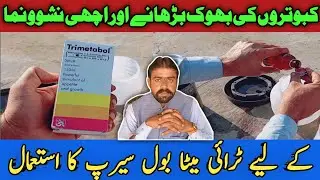 kabutar ki bhook bharane| nasho numa Ke lye Tri meta bol syrup ka istemal| IQZB pigeon