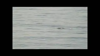 Bubble Blasting Gray Whale 01-29-2011.wmv