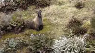 South Westland Bull Tahr Hunting Adventure