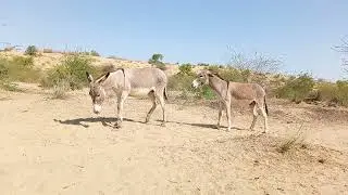 Donkey's sex.viral video🧐#viralvideo #animals 