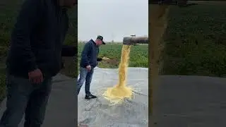 DUŻA ZMIANA! Nowy spos&oacute;b na paszę dla moich kr&oacute;w 🐄🌽 #agrorewolucje