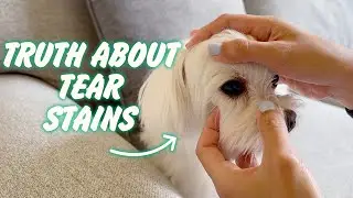 The Truth About Maltese Dog Tear Stains: Causes & Solutions 🐶🐕🐾