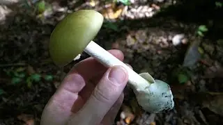 The Deathcap (Amanita phalloides)