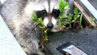 Raccoon Mania Part Deux-B