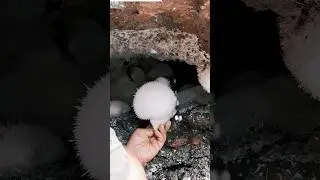 Preview of the extraction of an accidental find of Mesolite at a construction site in Pune #crystals