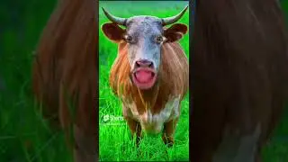 #funny #bhoot #cow #billi #comedy #cat #lol @funnygod_03