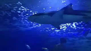 Fakieh Aquarium Jeddah