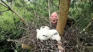 I got attacked by a sparrowhawk