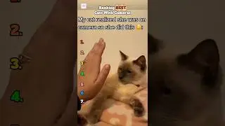 Cats With Cameras #shorts