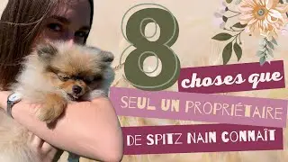 🐶 Les 8 choses que seul un propri&eacute;taire de Spitz Nain conna&icirc;t 🐾 : ✦ 100% #POMERANIAN