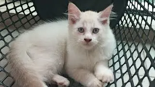 Time Machine Cats !!!! Longest Daily Cat's Story