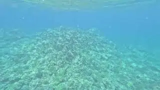 Maui 1286 - An Omilu Hunting With Yellow-saddle Goatfish At Outer Limits