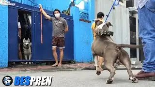 WOOFCAM: 