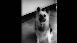 Have You Ever Wondered Why Some Dogs Bark for NO REASON?