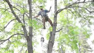 Minneapolis Tree Care & Landscaping Experts