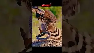 eagle attacks snake #trending #animals #wildlife #youtubeshorts #eagle #birds #hawk