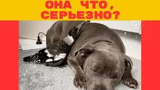 😱Почему эта сорока думает, что она - собака?🔥 Безумная история о птице, которую вырастил пёс