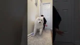 The one problem with a samoyed #dog #puppies #dogs #samoyed #doglover #dogshorts