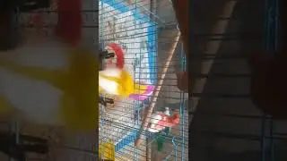 #chicks #childrensmusic #ashortaday #kidzmix #chickfriends #friendship